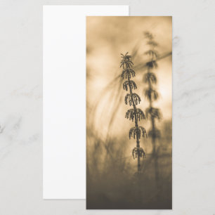 Placa de Fotografia Horsetail Sepia