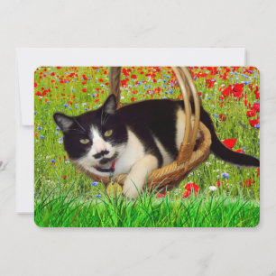 Placa de Gato Preto e Tuxedo Bonita
