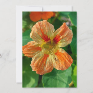 Placa de Vazio Nasturtium Flor Laranja