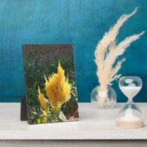 Flor de Astilbe Amarelo