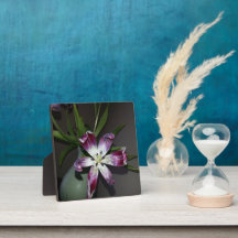 Flor de Tulip