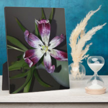 Flor de Tulip