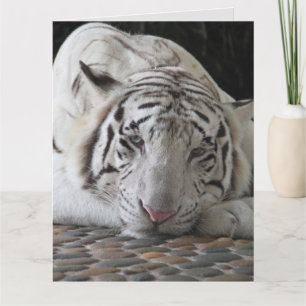 PLACA GRANDE DE CARTÃO DE ANIVERSÁRIO DE TIGER BRA