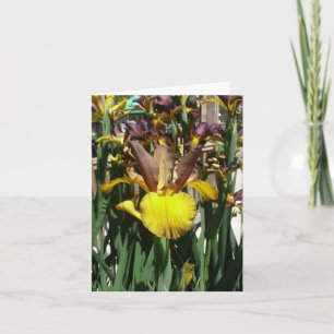 PLACA IRIS - PIPER MAIO - Cartão de Nota de Vazio