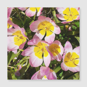 Placa magnética das flores cor-de-rosa e amarela