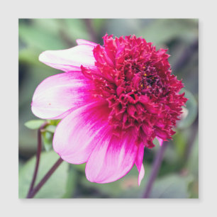 Placa magnética Frilly Pink e Magenta Dahlia