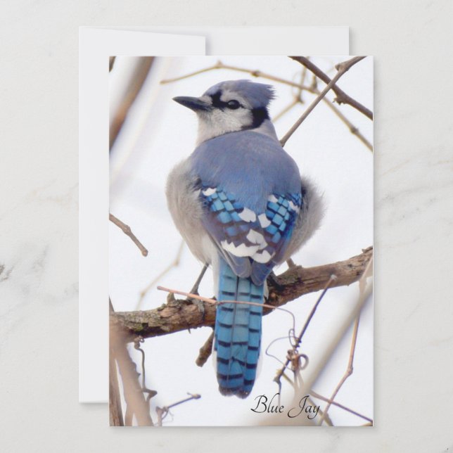 Placa plana Blue Jay (Frente)