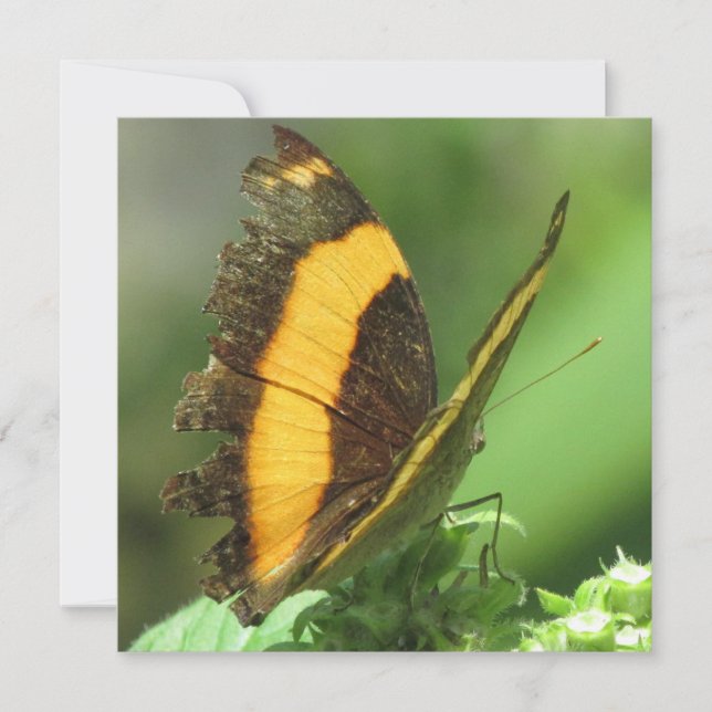Placa plana de borboleta tropical amarela e preta (Frente)
