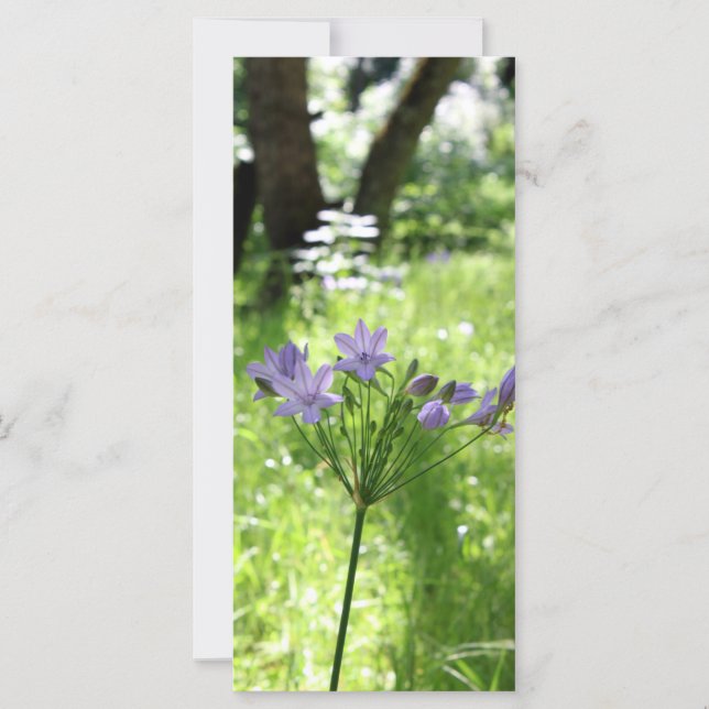 Placa plana de flor selvagem roxa (Frente)