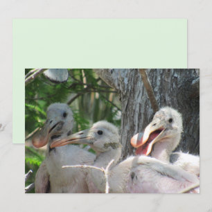 Placa plana de Pintinhos de Spoonbill Roseada