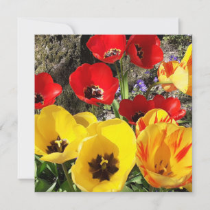 Placa plana de Tulipas Amarelas e Vermelhas