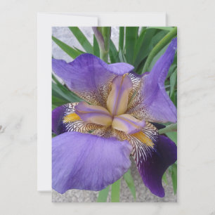 Placa plana do Vazio Flor Íris Roxo