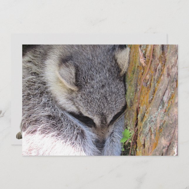 Placa Plana Jovem Raccoon Dormindo (Frente/Verso)