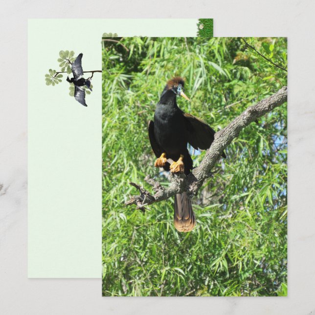 Placa plana Male Anhinga (Cobra Bird) (Frente/Verso)
