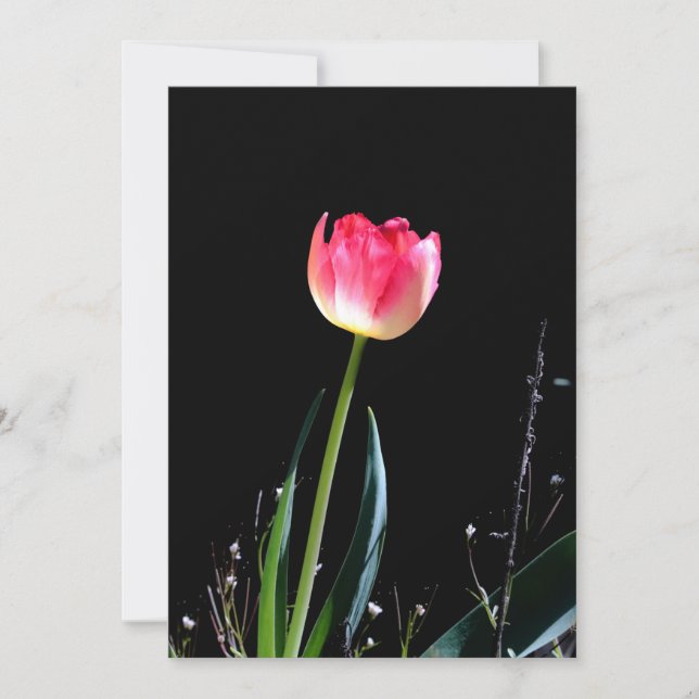 placa plana primavera tulip (Frente)