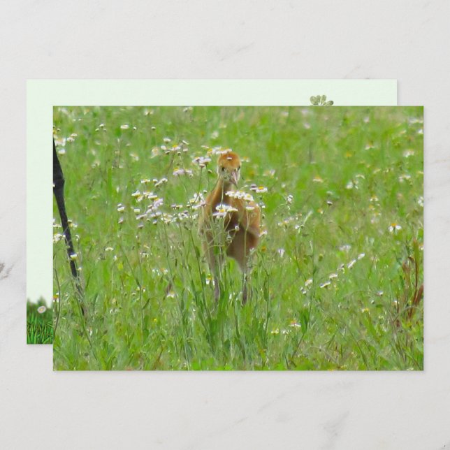 Placa plana Sandhill Crane Colt (pintinho) (Frente/Verso)