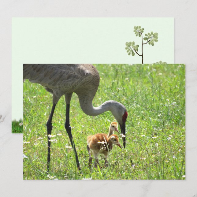 Placa plana Sandhill Crane e Colt (pintinho) (Frente/Verso)