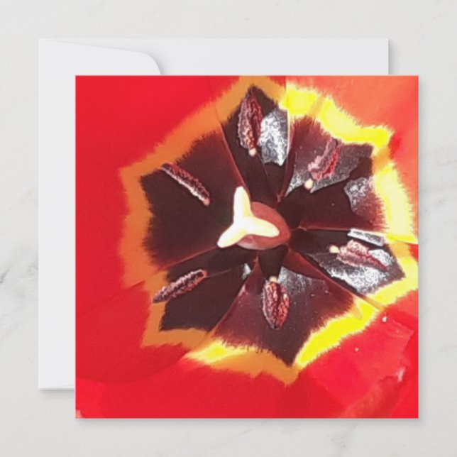 Placa plana Tulip Vermelha Escarlate (Frente)