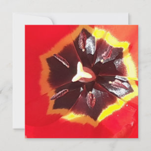 Placa plana Tulip Vermelha Escarlate