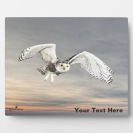 Placa Snowy Owl