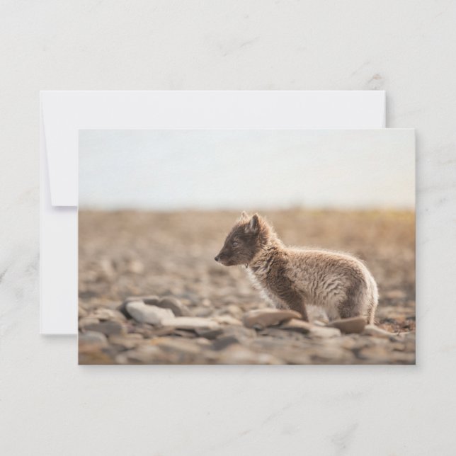 Placa Svalbard de Fox Árctica (Frente)