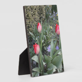 Placa Tulipas de jardim vermelho