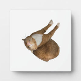 Placa Upside-Down Sunshine