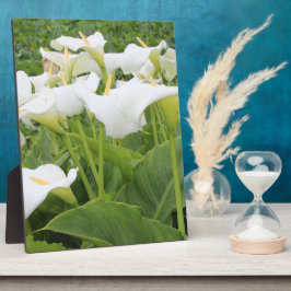 Placa White Calla Lily