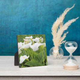 Placa White Calla Lily