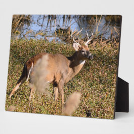 Placa Whitetail Buck Tabletop Plaque com Easel
