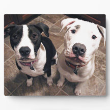 cachorros-do-mato adoráveis