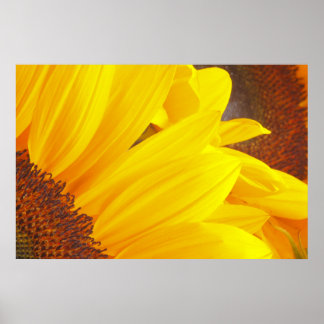 Placas de girassol Poster