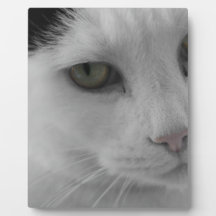 Face de gatos brancos e pretos