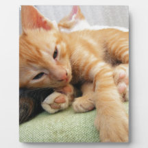 Gatinho De Gelado De Tigre