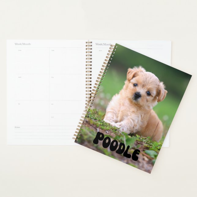 Planejador de Calendário de Puppy do Poodle de Cor (Exibição)
