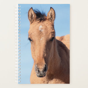 Planejador de Cavalo Selvagem