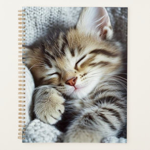 Planejador de gatos