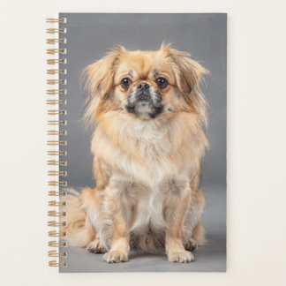 Planejador Spaniel Tibetano