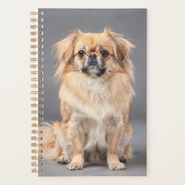 Planejador Spaniel Tibetano (Frente)