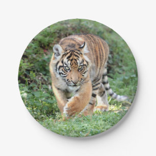 Plano de papel. Tigre fotográfico 05. prato de pap