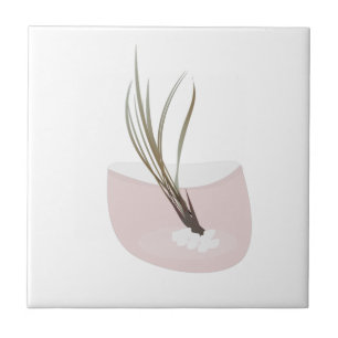 Planta Aérea Tillandsia Terrário Rosa