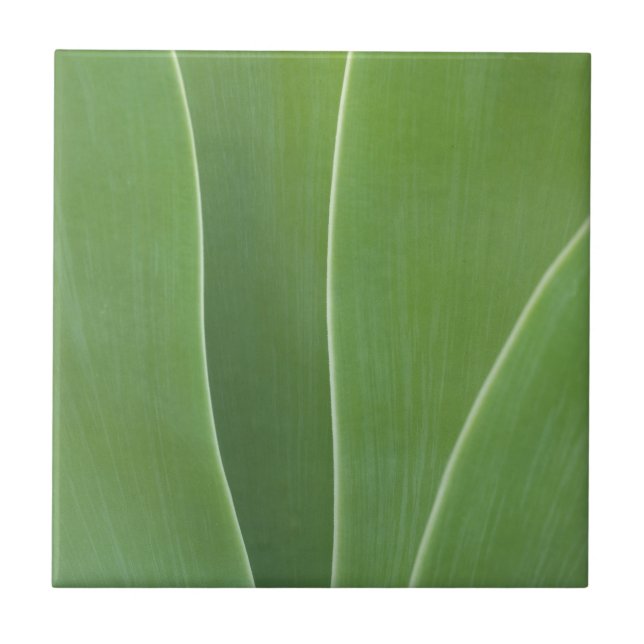 Planta Agave Close Up (Frente)