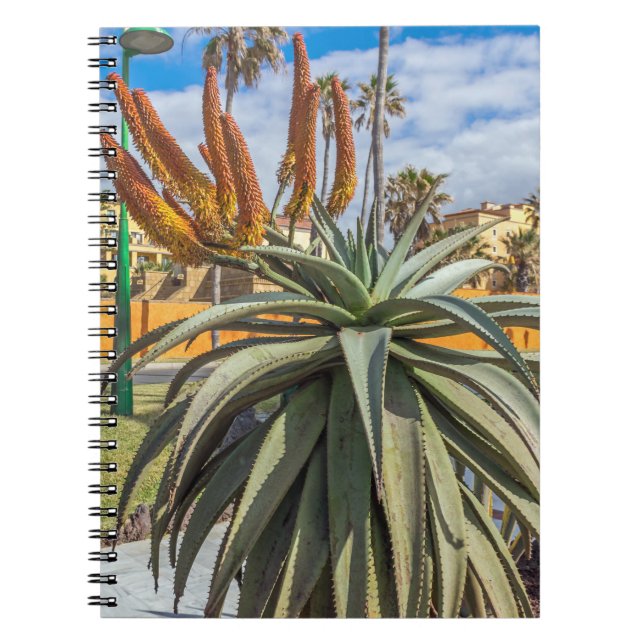 Planta Aloe Vera e caderno de flores (Frente)