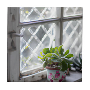 Planta Bonito de aquarela na janela