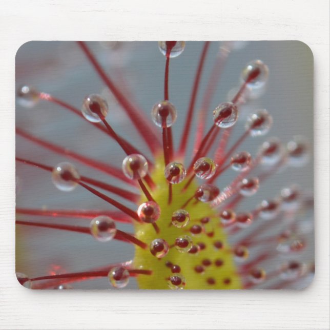 Planta carnívora Mousepad de Sundew (Frente)