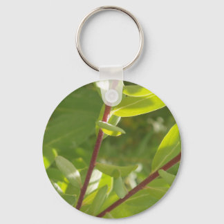 Planta Chaveiro