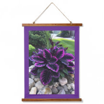 Planta Coleus