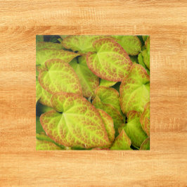 Planta Colorida De Eternos Deixa Floral