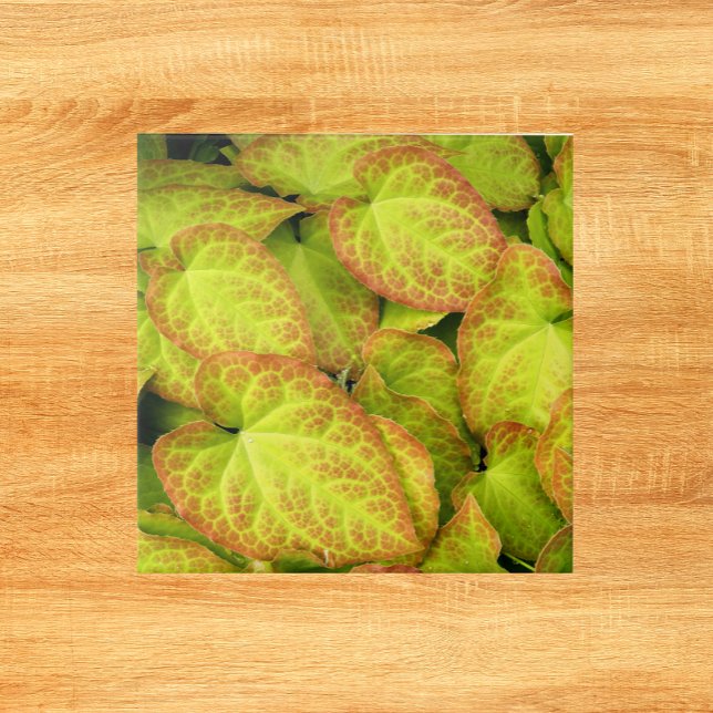 Planta Colorida De Eternos Deixa Floral (In Situ)