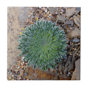 Planta de deserto do Succulent
